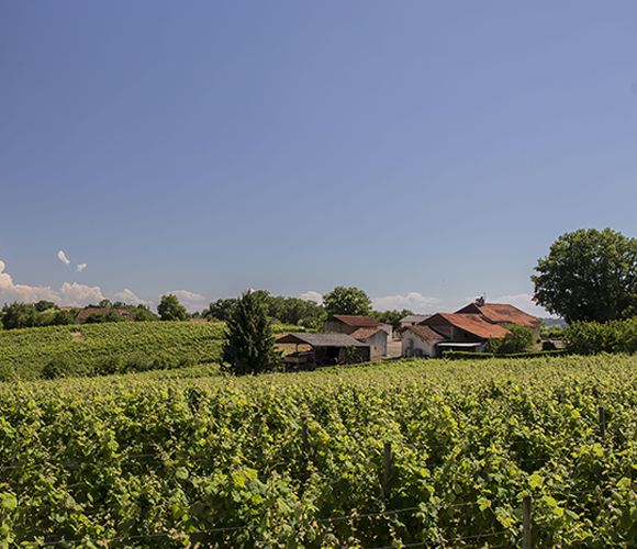 Gite vigneron à Maumusson (Gers 32)