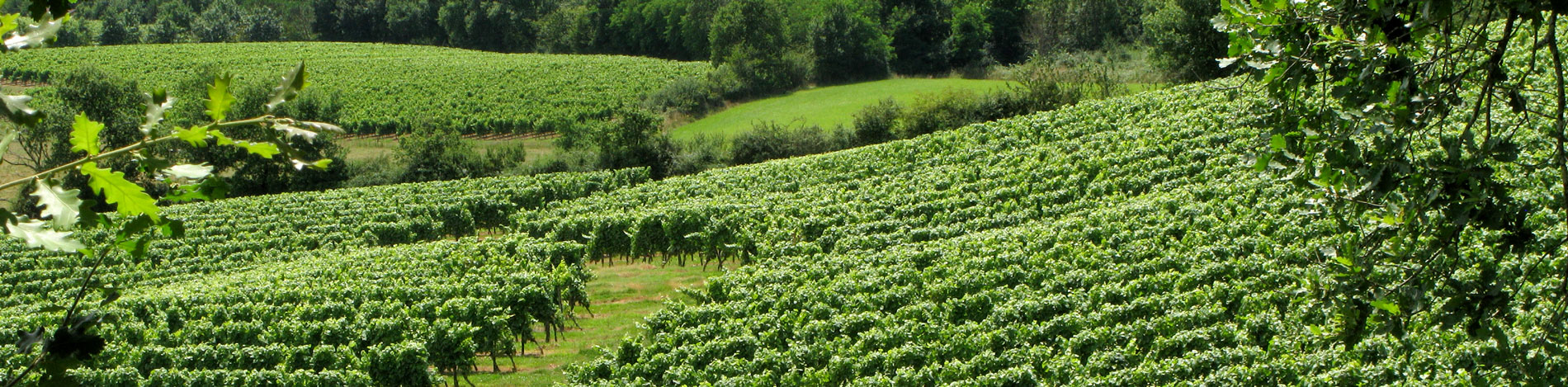 Header-Vins-bio