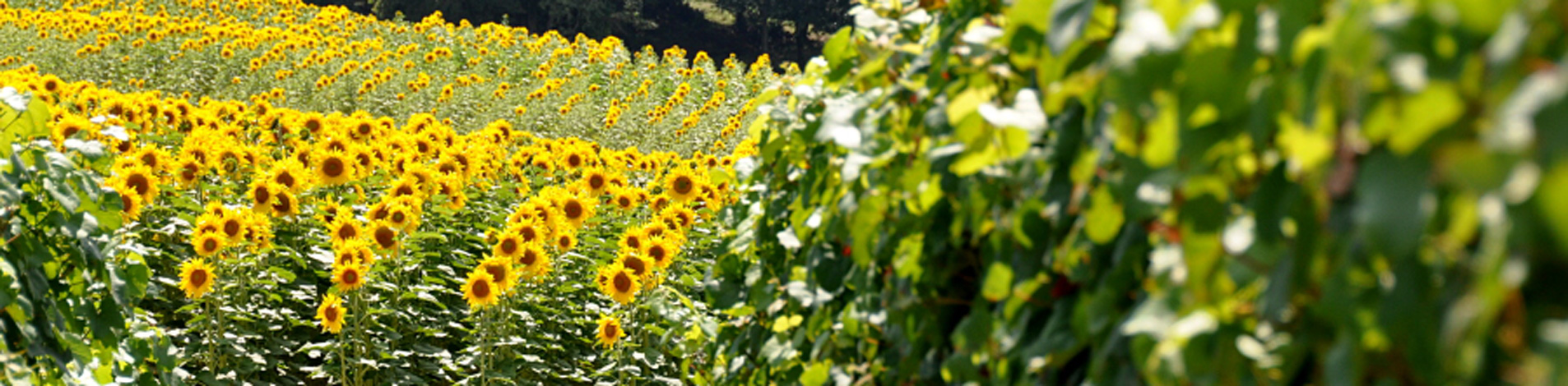 Header-vacances-de-printemps