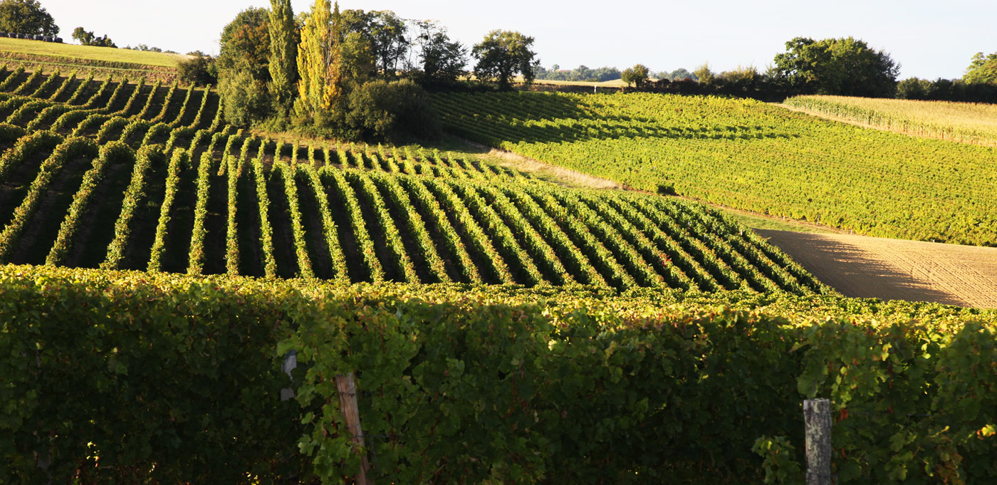 Les vignobles des vins Saint Mont