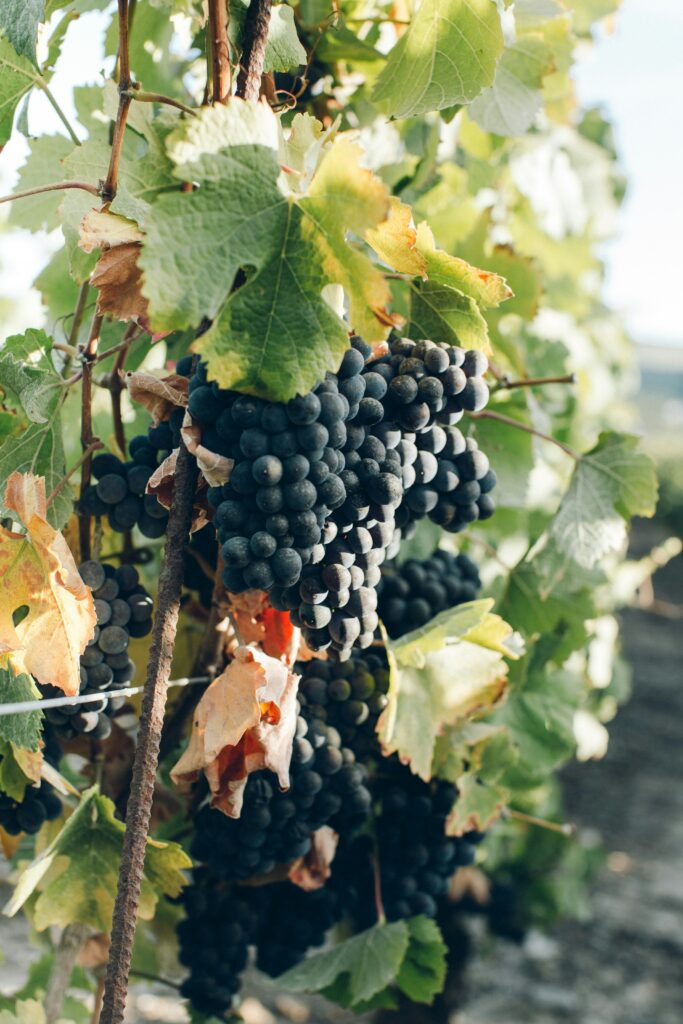 Un week-end œnotouristique dans le vignoble de Saint Mont
